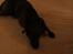 Blanding af racer Sheba