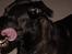 Blanding af racer Sheba