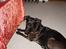 Blanding af racer Sheba