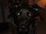 Blanding af racer Sheba