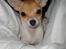 Chihuahua Number One