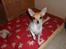 Chihuahua Number One