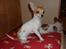 Chihuahua Number One