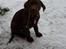 Labrador retriever KASJA * Solgt d.19 - 02 - 2012* - Kasja ude i sneen :-)
