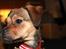 Blanding af racer (Mops/Dv. pinscher) -Sika