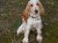Cocker spaniel Stuart
