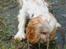 Cocker spaniel Stuart