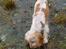 Cocker spaniel Stuart