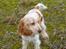 Cocker spaniel Stuart