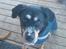 Blanding af racer Chico R.I.P 5/12/2011 :´(