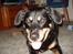 Blanding af racer Chico R.I.P 5/12/2011 :´(
