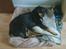Blanding af racer Chico R.I.P 5/12/2011 :´(