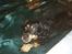 Blanding af racer Chico R.I.P 5/12/2011 :´(