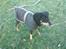 Blanding af racer Chico R.I.P 5/12/2011 :´(