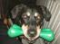 Blanding af racer Chico R.I.P 5/12/2011 :´( - Putter du lige lidt mad i den her mor??? ;-) madbenet