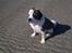 Blanding af racer Odin (Himmelhund) - På stranden i Hals