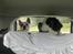 Blanding af racer Odin (Himmelhund) - Freja og Odin "on the road again"