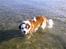 Blanding af racer Odin (Himmelhund) - Odin elsker havet