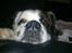 Blanding af racer Odin (Himmelhund) - Nus .... NU!!!