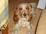 Cocker spaniel Stuart