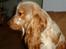 Cocker spaniel Stuart