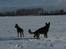Schæferhund Team Kenzally Bascha - Bascha og Kenzo en tur på marken og nyde sneen : )