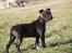 Staffordshire bull terrier Albert