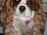 Cavalier king charles spaniel Jessica <3 Min Engel<3