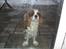 Cavalier king charles spaniel Jessica <3 Min Engel<3