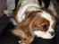 Cavalier king charles spaniel Jessica <3 Min Engel<3