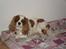 Cavalier king charles spaniel Jessica <3 Min Engel<3