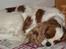 Cavalier king charles spaniel Jessica <3 Min Engel<3