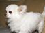 Chihuahua Pablo
