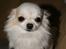 Chihuahua Pablo