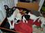 Jack russell terrier Bailey - Bailey med mor Molly og sine kuld-søskende
