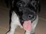 Jack russell terrier Bailey