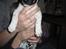 Jack russell terrier Bailey