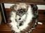Shih tzu Futte