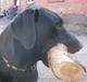 Labrador retriever Fluffy