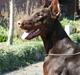 Dobermann Davida