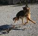 Schæferhund Tiki  -'R.i.P'