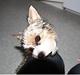 Biewer yorkshire terrier Lulu
