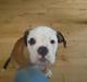 Olde english bulldogge Pirata