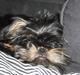 Griffon bruxellois Lauris