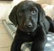 Labrador retriever Basse