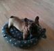 Fransk bulldog Nelly