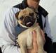 Mops Tayson