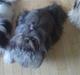 Shih tzu Matilde