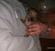 Staffordshire bull terrier Milo