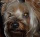Australian silky terrier Bessi